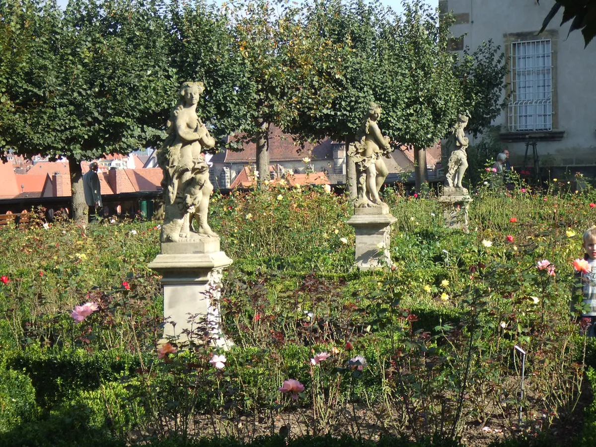 Five-Petalled Rose Festival Guide: Plan Your 2026 Trip