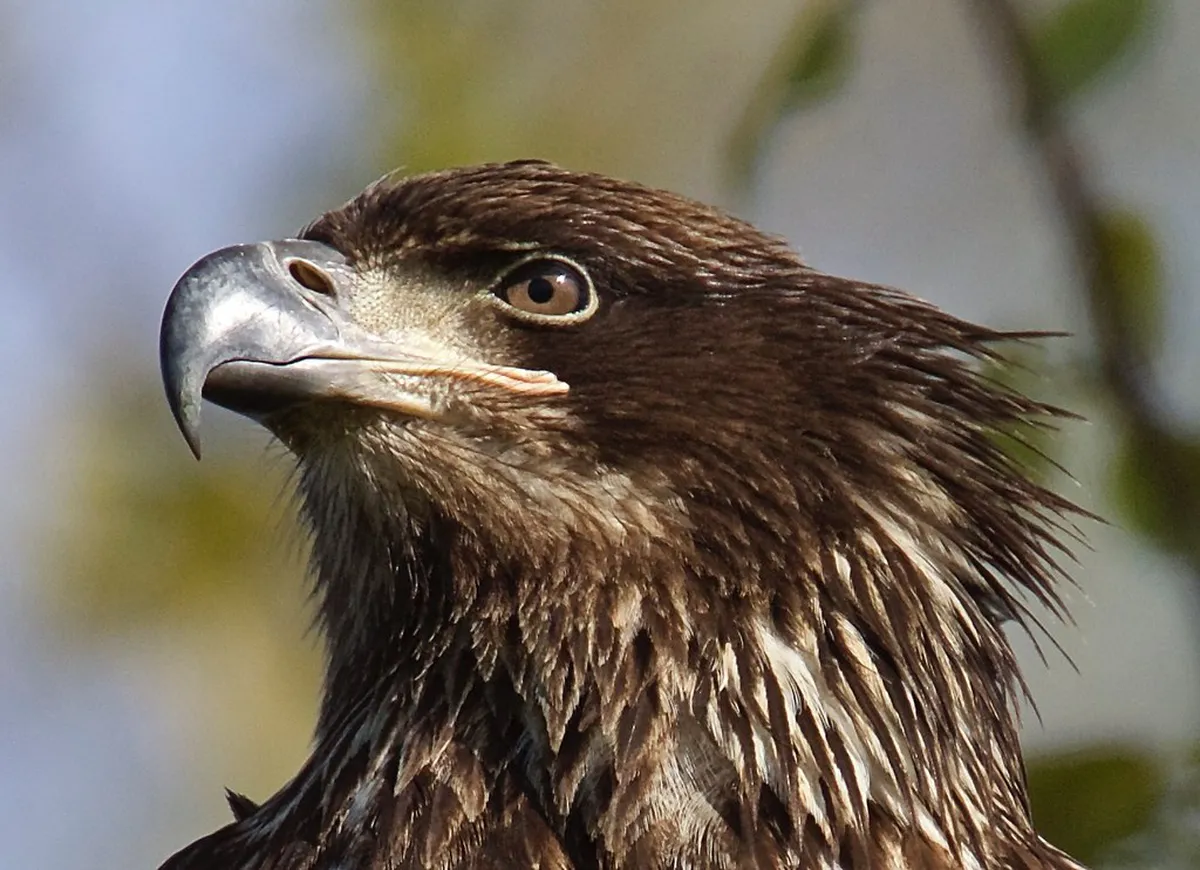 10 Best Animals to See at Linhart Game Preserve St. Linhart