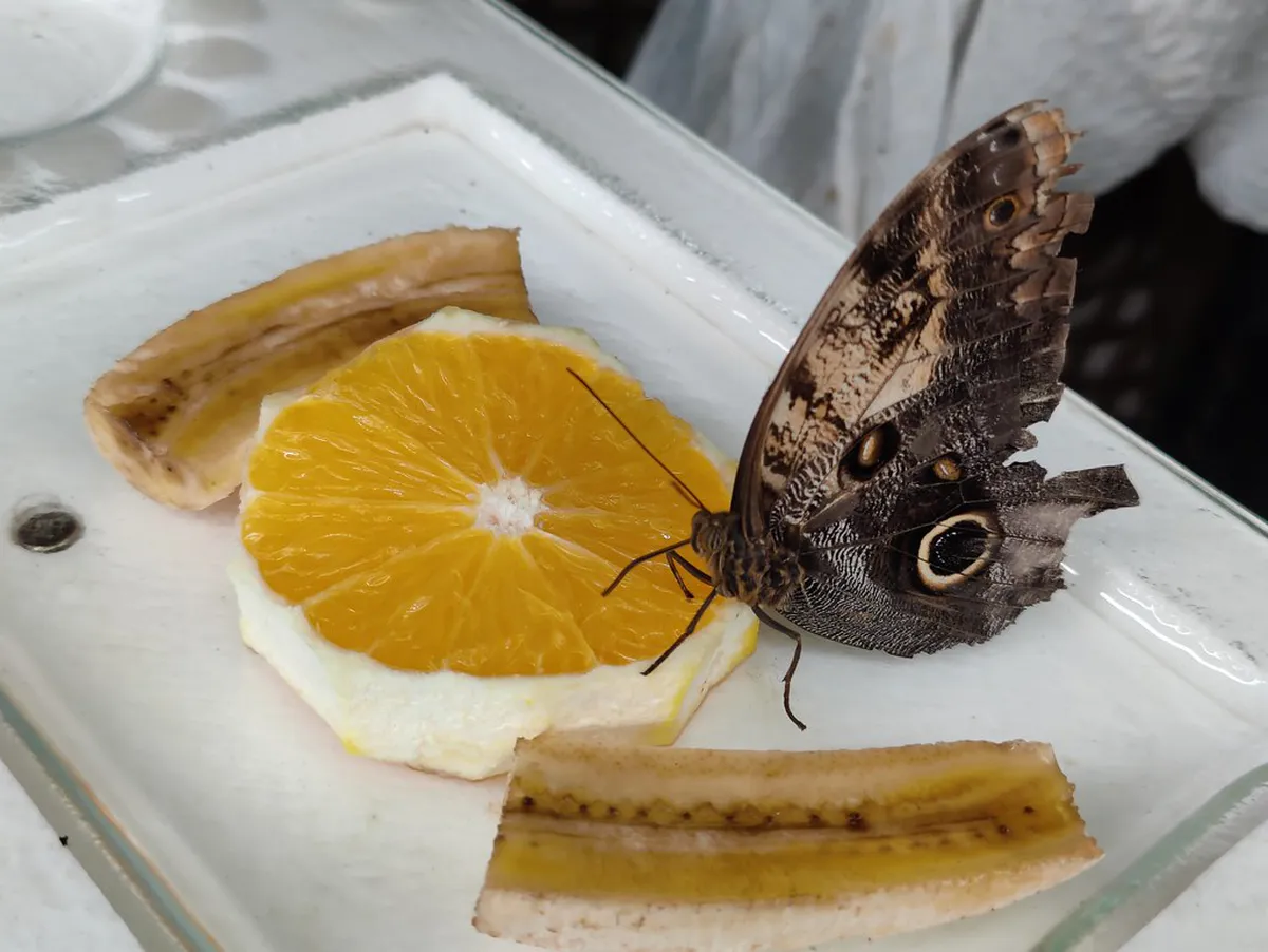 Review: Papilonia Butterfly House Diana Tower