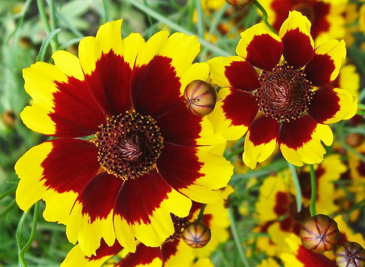 How to Get to Svatý Kopeček from Olomouc Center