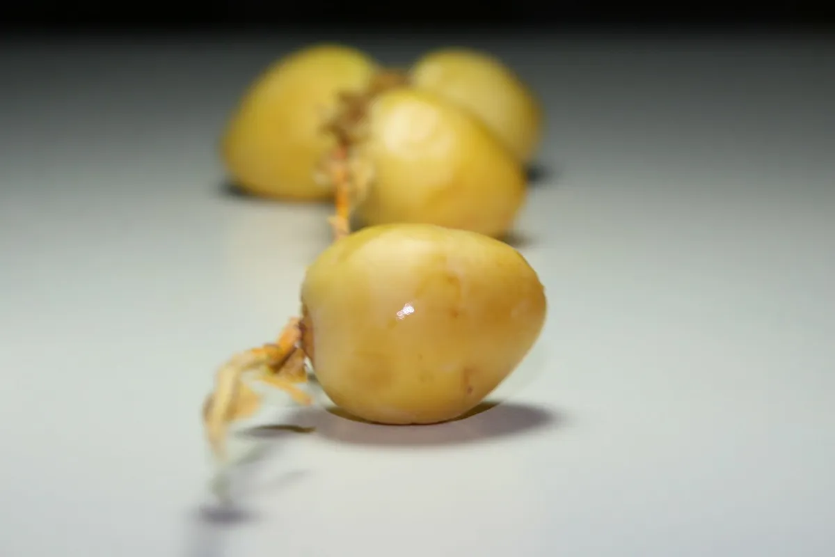 Plzeň Liberation Festival Dates and Seasonal Guide