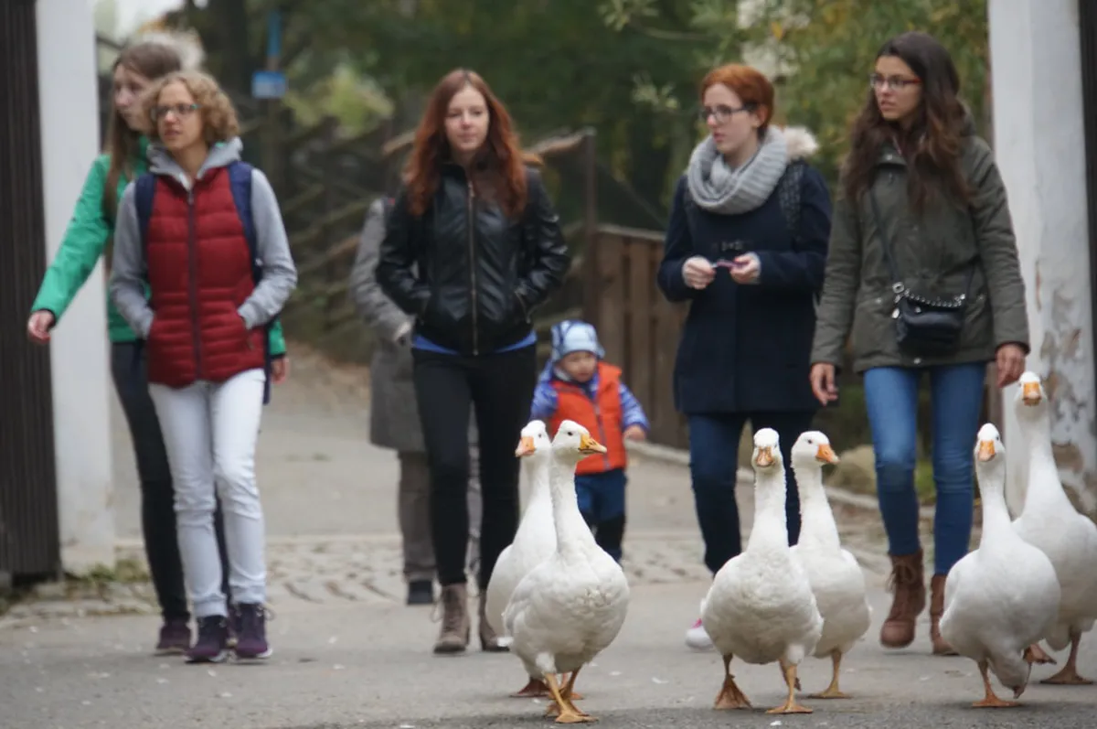 12 Best Things to See at Plzeň Zoo and DinoPark